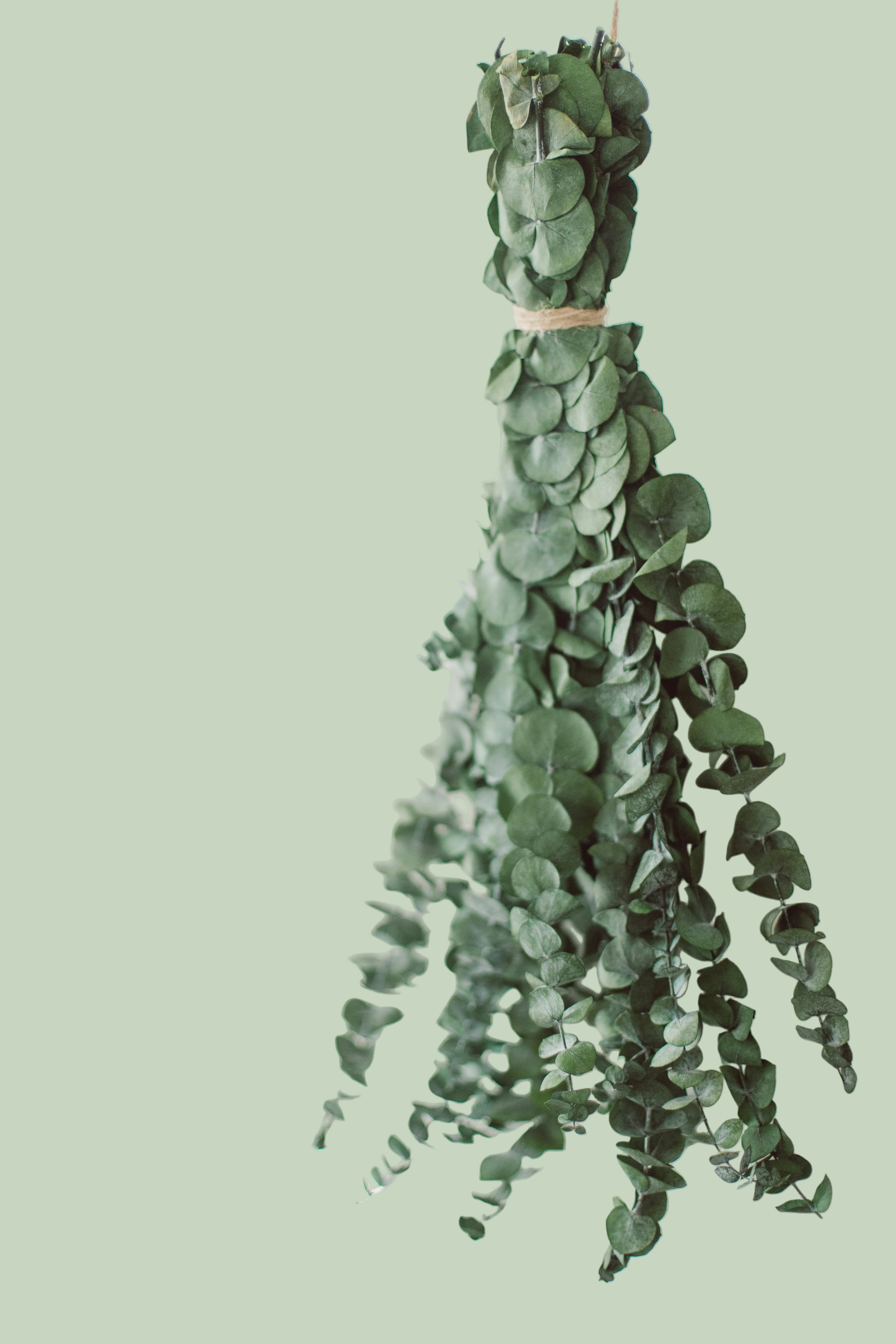 Classic eucalyptus shower bundle on sage green  background — Sensory for Calm