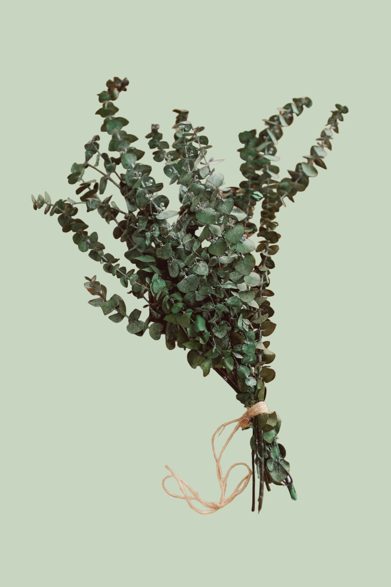Large eucalyptus shower bundle on sage green background — Sensory for Calm